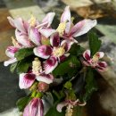 안동무궁화 이미지