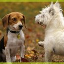 잠실베스트동물메디컬센터 이미지