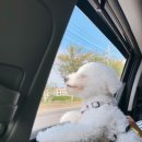 퍼피월드제주 이미지