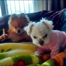 로얄애견 이미지