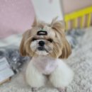 타로몽 이미지