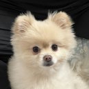 엽기떡볶이 홍성조양문점 이미지
