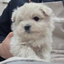 오독안심분양센터 강아지분양 고양이분양 목동점 | 방배동강아지무료분양 말티푸