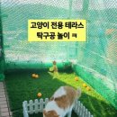 고양이 전용 테라스 만들었어요 ㅎㅎ 이미지