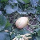 농가맛집뜰 이미지