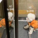 【강아지 인스타그램】 펫플루언서 폭군이랑 인스타 친구해요