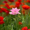 수성랜드 이미지