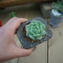 Flower늘봄