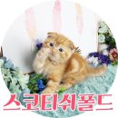 폭 접힌 귀가 사랑스러운 귀여운 냥이! 스코티쉬폴드분양가 같이 알아볼까요? 이미지