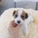 착한애견분양(원주점) 이미지