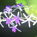 레아 - 안산시 상록구 본삼로 49 | 레아