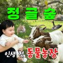 숲 | 원주 정글숲 후기ㅣ아이랑 갈만한 곳 동물체험