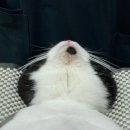 같은마음 동물병원 | [ 계룡 엄사면 ] 과잉진료 없고 친절한 동물병원 내돈내산 후기 :: 신도안동물병원
