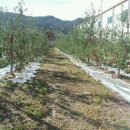 덕화 농장 이미지