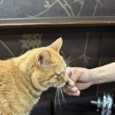 녹음당구장 이미지