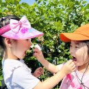 블루베리 농장 다녀왔어요~🫐 이미지