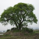 강경천 이미지