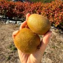 큰마을 농장 | 보성 그린키위 5kg 후기 대영농장 키위마을에서 온 신선함 그대로!