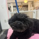 멍키매직 이미지