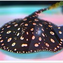 아쿠아리움 이미지