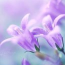 길상민박 이미지