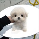 퍼피애견샵 이미지