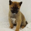 말랑말랑 이미지