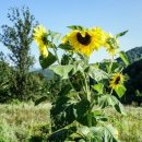 하늘마루염소목장 이미지