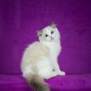 봉봉캐터리 이미지