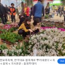 이원묘목정보화마을 | 2025년 3월 28일 ~ 30일 옥천 묘목축제 후기, 인근음식, 맛집, 추천 숙소, 교통정보, 주차정보, 관광...