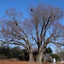 남명조식선비길 이미지