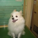 신영동물병원 이미지