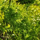 아치실마을 이미지