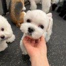 땅콩 애견유치원 이미지