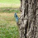 관형농장 | 동남아 가성비 골프장을 찾아서 2. 태국 칸차나부리 Mida(마이다) 골프클럽