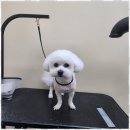 행복한애견미용실 이미지