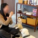 카페멍날 | 부천 송내역 애견카페 멍쉘 후기 🐶 넓고 쾌적해서 재방문각✨