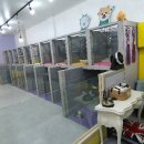 마이펫 룸 이미지