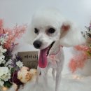 개아나유 이미지