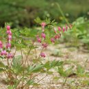 금낭화 Dicentra spectabilis (L.) Lem. 이미지