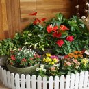 소문난명가찜닭 이미지