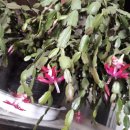 안인농장 이미지