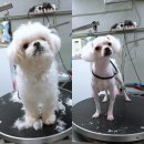 다정하개 이미지