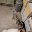 에스테르 독스 케어 하우스 이미지