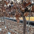 씨들레쓰 포도 나무 판매 이미지