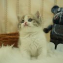 오즈메디칼 이미지