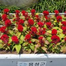 맨드라미 (계관화, Celosia cristata, 鷄冠花) 이미지