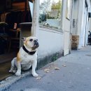 오베르캄프(Oberkampf) 이미지