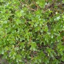 쇠비름(Purslane)효능 이미지