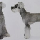 강아지 정거장 이미지